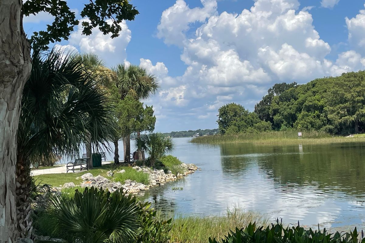 Lake Dora shoreline in Mount Dora Lake Dora shoreline with palms, a lakeside path, and benches in Mount Dora, Florida