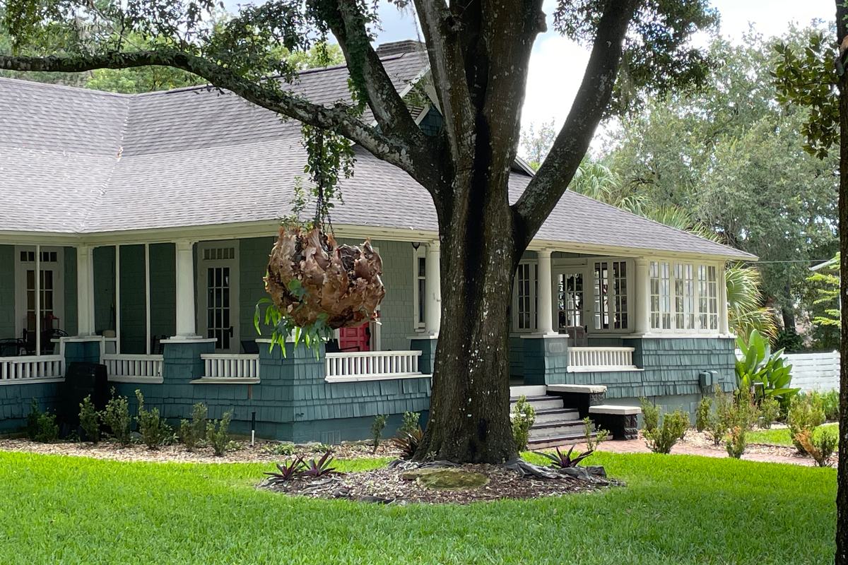 Blue-gray shingle bungalow with a long front porch and a large oak in the lawn, an older home in Mount Dora, Florida
